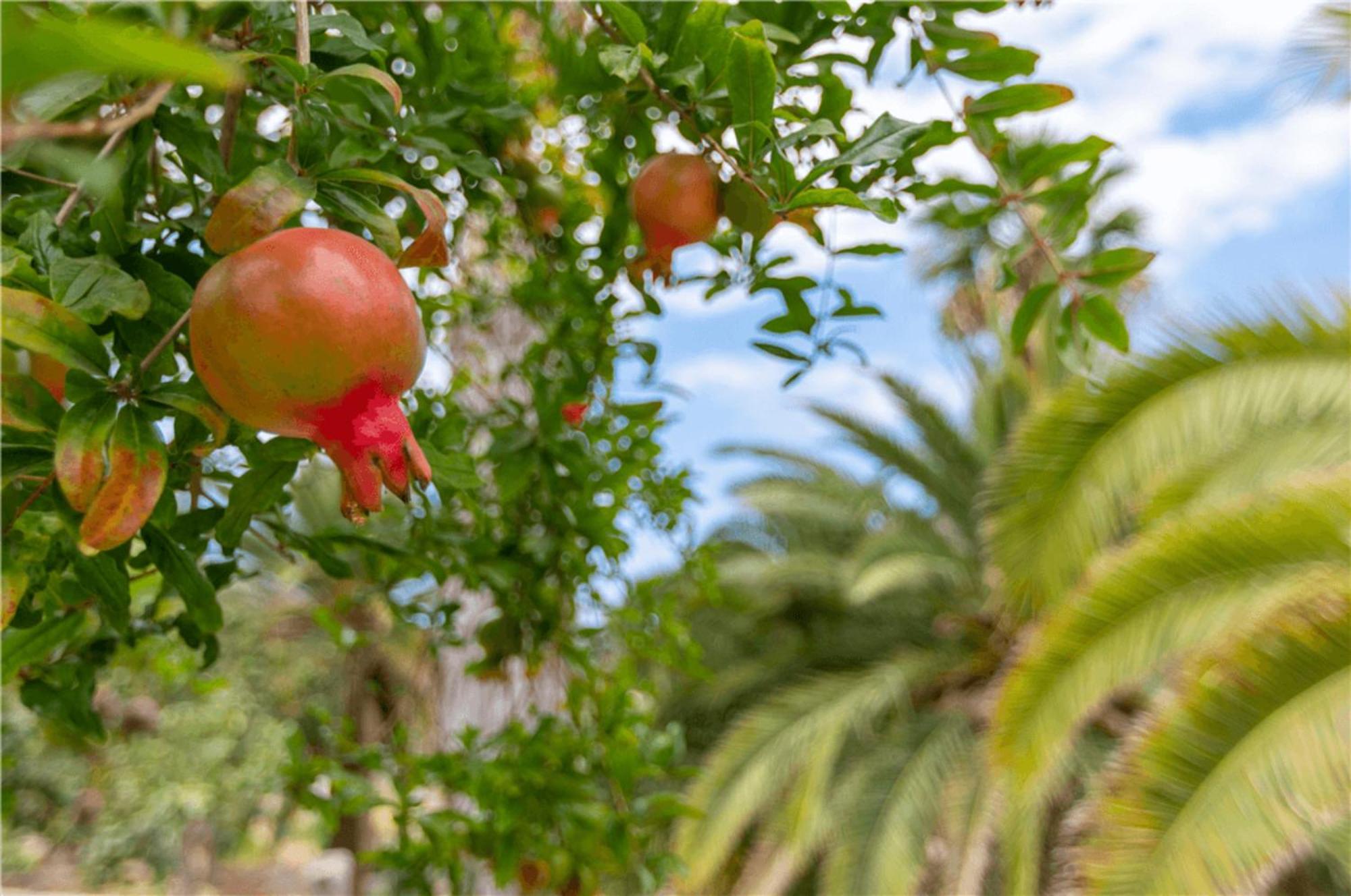 Paraiso del Molinero Bajo Mogán Esterno foto